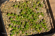 Conophytum ficiforme EA3998  -  200 seeds