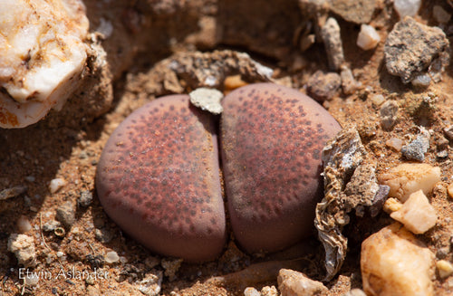 Lithops terricolor cv. Violetta  (F.192.1a)