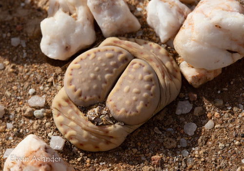 Lithops julii ssp. fulleri C.161