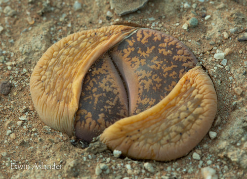 Lithops aucampiae, Kuruman form C.325