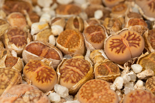 Lithops julii ‘Kikusiyo Giyoku’