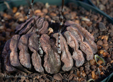 Haworthia truncata   ''selected forms''