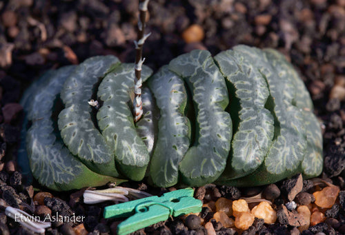 Haworthia truncata   ''selected forms''