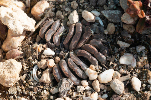 haworthia truncata