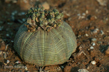 Euphorbia obesa  - 200 seeds