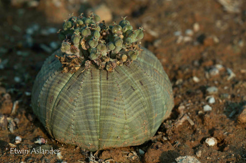 Euphorbia obesa