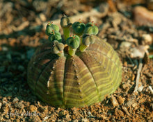 Euphorbia obesa  - 200 seeds