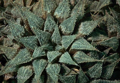 Haworthia wimii  (JDV87-165 Muiskraal)