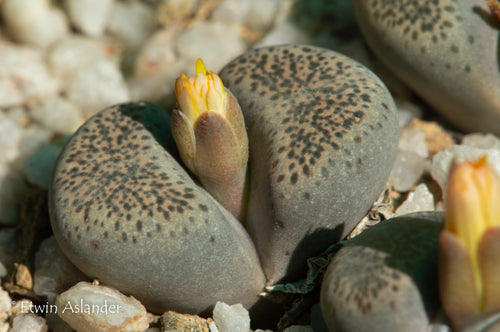 Lithops terricolor  EA997 (Kransrivier)