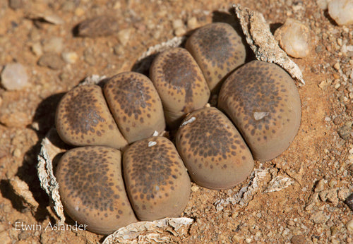 Lithops terricolor C. 132 (Koup Station)