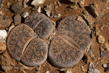 Lithops lesliei ssp. lesliei var. lesliei -Kimberly form C. 014