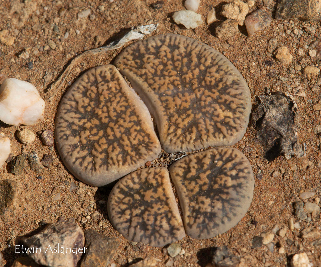 Lithops lesliei ssp. lesliei var. lesliei -Kimberly form C. 014