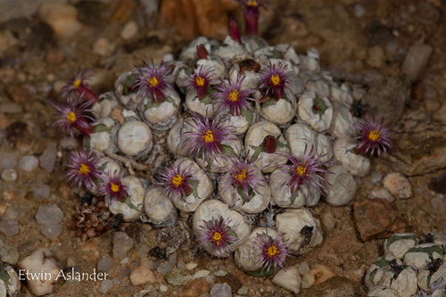 Conophytum truncatum ssp. viridicatum EA1294