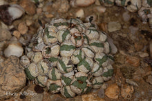 Conophytum truncatum ssp. viridicatum EA1294  -  200 seeds