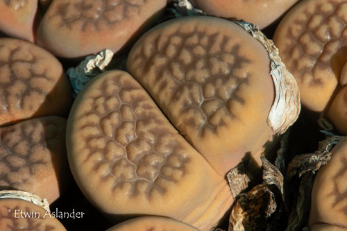 Lithops hookeri var. hookeri (vermiculate form) C.336