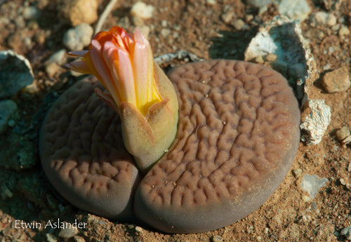 Lithops hookeri var. marginata (red-brown form) C.337