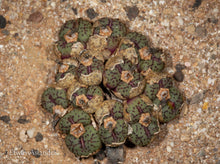 Conophytum uviforme ssp. uviforme EA4015 (Beeswater) - 200 seeds