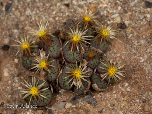 Conophytum uviforme ssp. uviforme EA4015 (Beeswater) - 200 seeds
