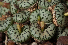 Conophytum obcordellum "ursprungianum" EA015 (Lokenburg)  -  100 seeds