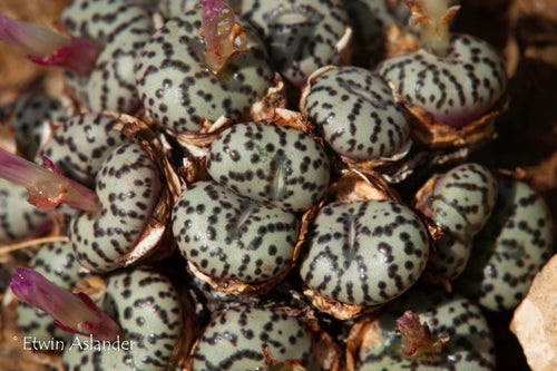 Conophytum obcordellum 