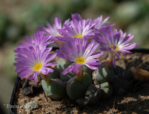 Conophytum taylorianum ssp. ernianum (mg 1456)
