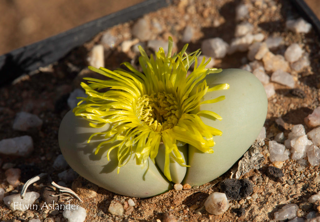 Аргиродерма Lithops Argyroderma