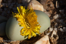 Argyroderma delaetii, yellow flowering form  EA729