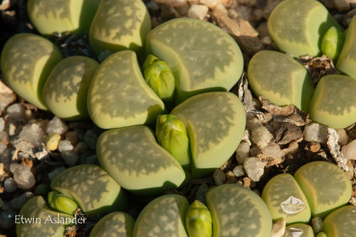 Lithops marmorata cv. Polepsky Smaragd