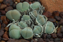 Cheiridopsis verrucosa EA1257 (Beauvallon)  -  200 seeds