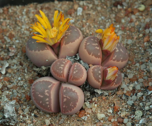 Lithops olivacea var. nebrownii cv. Red Olive