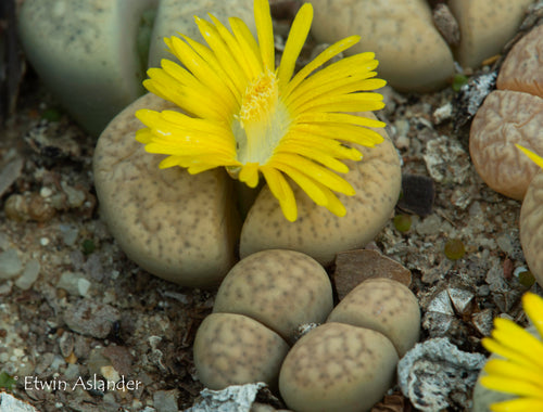 Lithops francisci C.140
