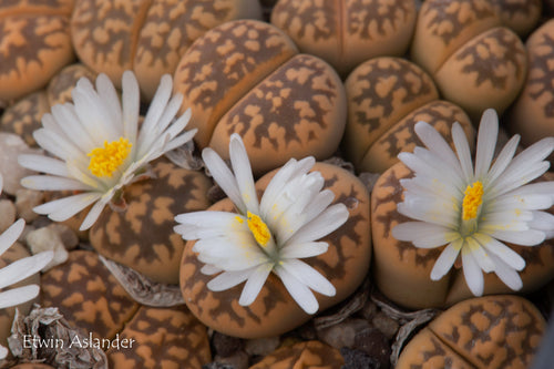 Lithops karasmontana ssp. bella C.143a