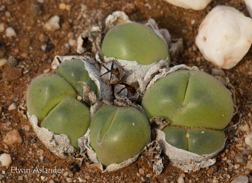 Gibbaeum nuciforme EA4044 (Witteberge)