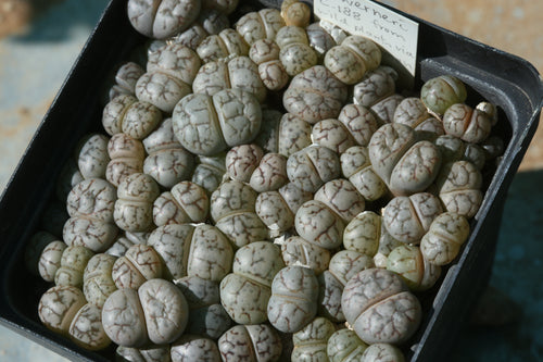 Lithops werneri C.188