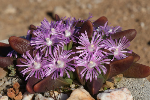 Gibbaeum gibbosum EA305 (Touwsrivier district)