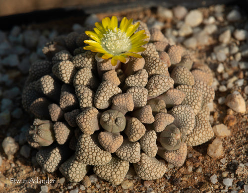 Titanopsis schwantesii (Klein Karas mg. 1878.3)