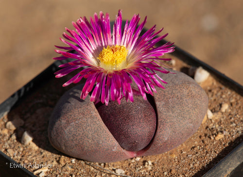 Pleiospilos nelii cv. Royal Flush