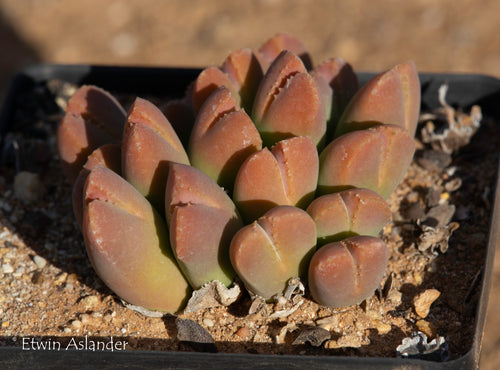 Vanheerdea roodiae