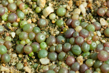 Conophytum flavum ssp. flavum - 200 seeds