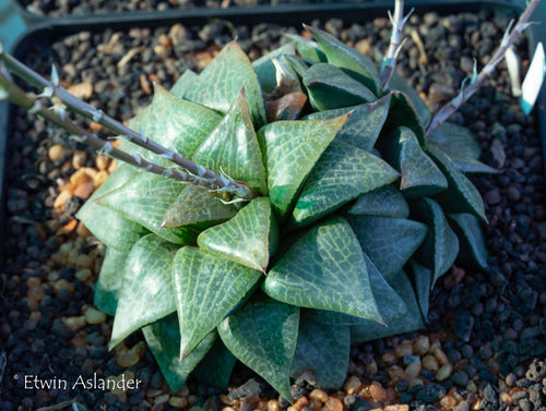 Haworthia comptoniana JDV90-8 (Willowmore)