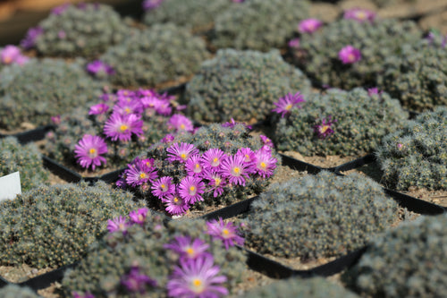Trichodiadema densum