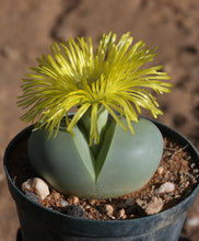 Argyroderma pearsonii - yellow flowering form