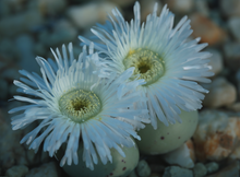 Argyroderma pearsonii - white flowering form