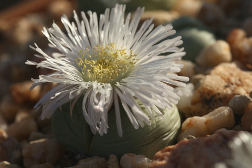 Argyroderma pearsonii - white flowering form