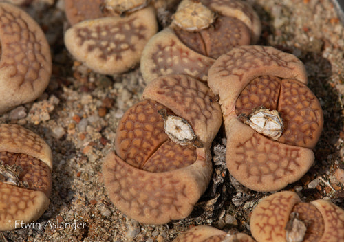 Lithops hallii var. hallii  C.176