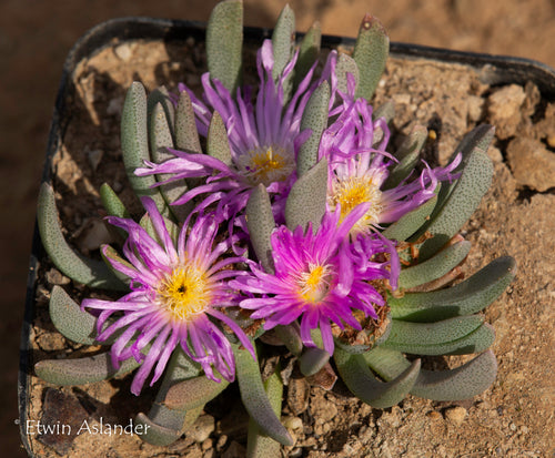 Ebracteola wilmaniae