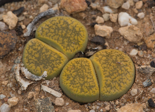 Lithops aucampiae 'Jackson's Jade' C.395