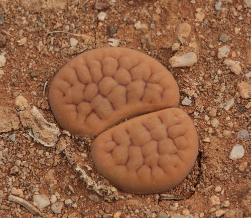 Lithops hookeri var. lutea C.038