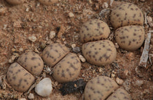 Lithops dinteri var. frederici C.180