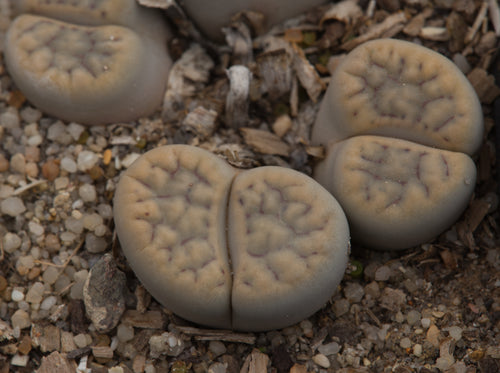 Lithops schwantesii ssp. schwantesii var. urikosensis  C.105